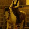 Pferde Training
